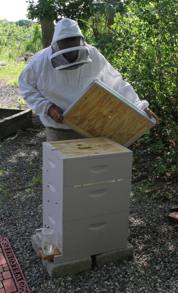 City Councilor Wayne Lozzi tends to the hive in his Lynn backyard. | Photo: Owen O'Rourke